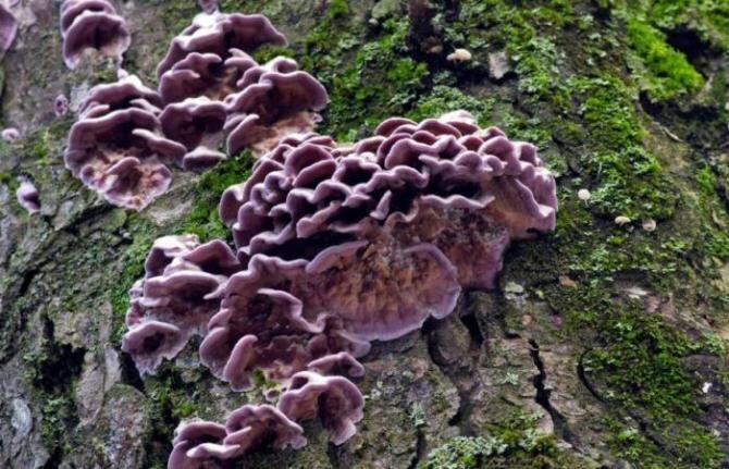 Sursa Foto YouTube Mushrooms Fungi