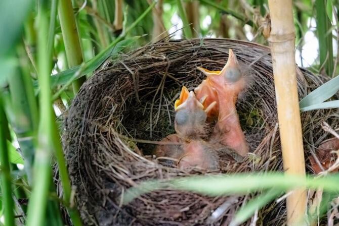 De ce păsările își construiesc cuiburile pe balcon sau lângă casa ta. Sursa foto: freepik.com