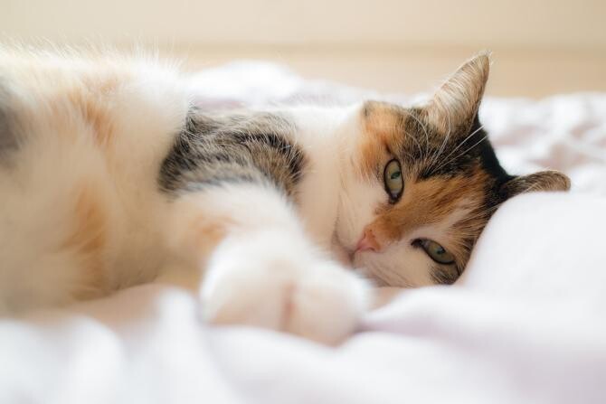 De ce pisicile își trezesc stăpânii dimineața devreme? Există 3 motive / Foto: Pixabay, de Thomas  