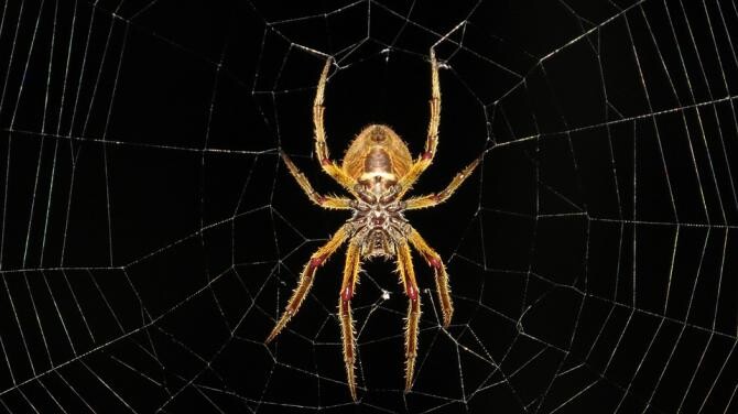 Mătase de păianjen, folosită pentru regenerarea nervilor / Foto: Pixabay, de TRAPHITHO