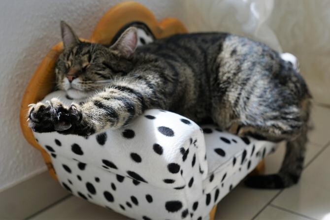 Pisica ta zgârie toată mobila din casă? Află în articol cum o poți convinge să nu mai facă asta / Foto: Pixabay, de photosforyou