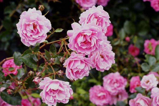 Afidele nu vor mai ataca trandafirii sau tufele de coacăz, utilizează un insecticid natural și ieftin. Sursa foto: freepik.com
