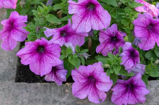 Clematita, una dintre cele mai frumoase flori din grădină. Iată cum trebuie îngrijită. Sursa foto: freepik.com