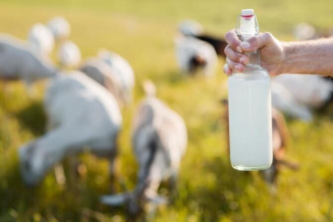 Laptele de capră, unul dintre cele mai sănătoase alimente din lume. Sursa foto: freepik.com