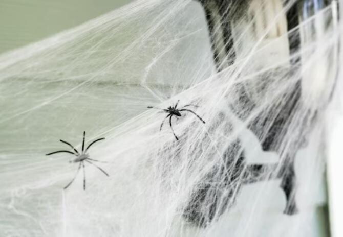 Păianjenii se tem de aceste două mirosuri. Remedii naturale care alungă insectele din casă. Sursa foto: freepik.com