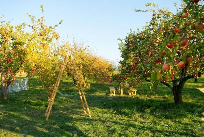 Cea mai eficientă soluție pentru hrănirea unui măr la începutul lunii iunie. Fructele vor fi mari și suculente. Sursa foto: freepik.com