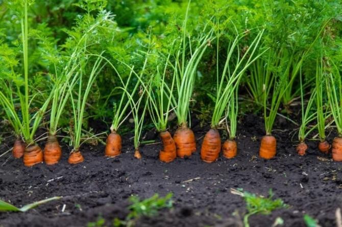 Hrănește tufele de morcovi cu cel mai simplu îngrășământ și vei vedea cât de mari vor crește legumele. Sursa foto: freepik.com