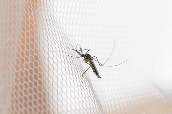 Pulverizați perdelele cu această soluție, niciun țânțar nu va intra în casă toată vara. Sursa foto: freepik.com