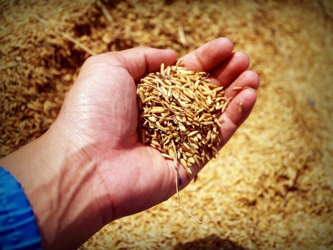 Rusia extinde interdicția exporturilor de orez până la sfârșitul anului 2023 / Foto: Pixabay