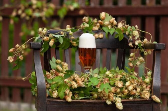 Udă plantele cu cea mai ieftină bere. Află cât de utilă este pentru culturile din grădină. Sursa foto: freepik.com