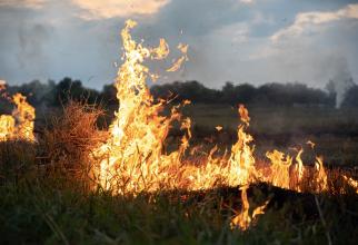Un incendiu de vegetaţie a izbucnit în localitatea Buftea. Flăcările s-au apropiat de calea ferată / Update: Focul a fost lichidat