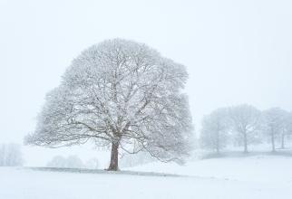 Ninge în mai multe zone din România. Imaginile zilei, cu pomii înverziți acoperiți de zăpadă, după temperaturi de peste 30°C / foto și video în articol