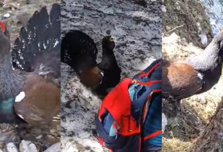 Un român a fost atacat de cocoșul de munte. Animalul s-a năpustit la gâtul acestuia: Bă’, m-ai pișcat destul! / video viral