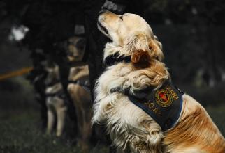 Robert Dorobanțu, agent-șef în Poliția Română: Cum e folosit câinele-polițist și cât de departe poate ajunge. Cum sunt selectați cei mai buni dintre ei