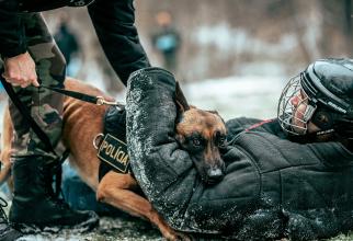 Cât durează procesul de formare al unui câine-polițist. Robert Dorobanțu: Unde rămân patrupezii după formare